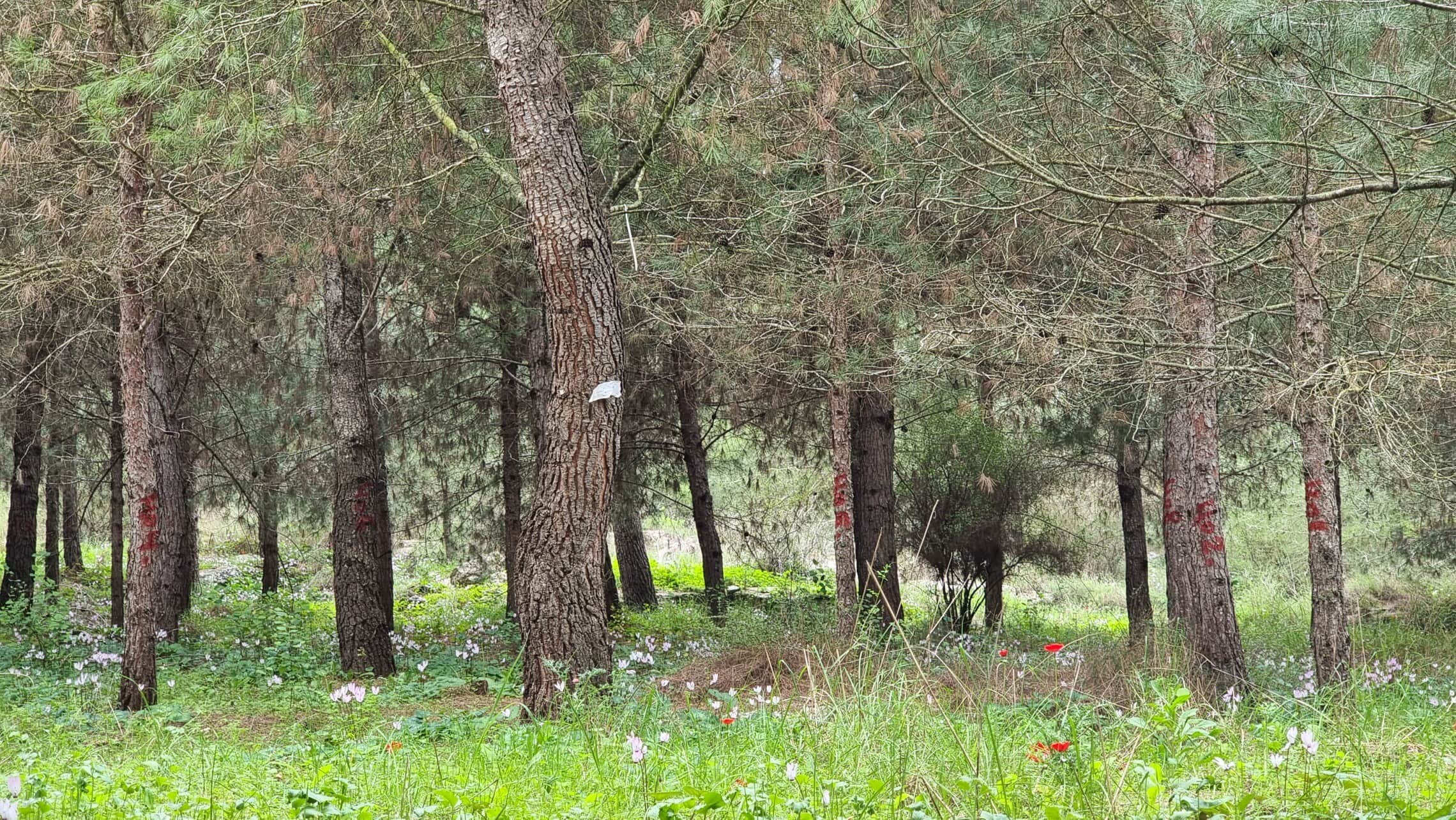 היער בפאתי מודיעין שעליו עלולה לקום תחנה משנה חשמלית (צילום: אביב לביא)