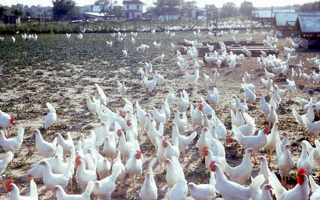 חוות עופות בבעלות משפחתית בווינלנד, ניו ג'רזי, בשנות ה-50 (צילום: מקס סלייר)