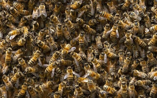 דבורים, אילוסטרציה (צילום: PicturePartners/iStockphoto)