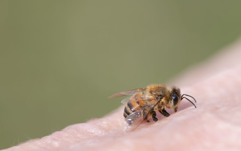 קלוז-אפ על דבורת דבש קטנה על עור אדם (צילום: Ulrike Leone/iStockphoto)
