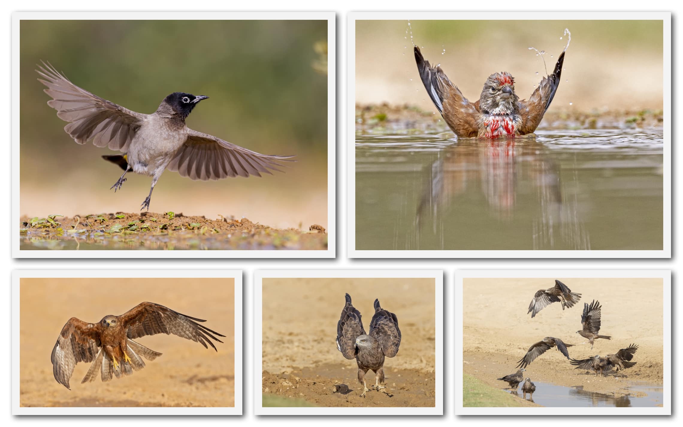 ציפורים ליד מקורות מים בנגב (צילום: חיים שוחט/פלאש90)
