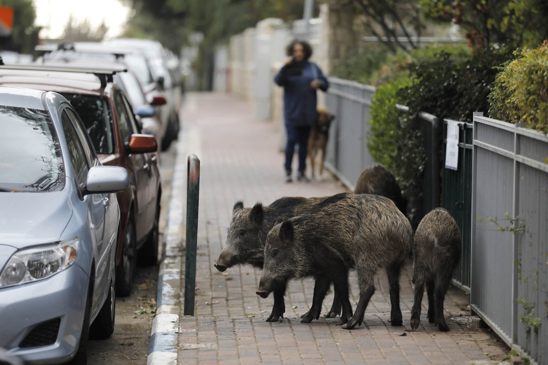 חזירי בר בשכונה בחיפה, 2019 (צילום: MENAHEM KAHANA / AFP)
