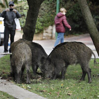 חזירי בר בחיפה, 2019 (צילום: MENAHEM KAHANA / AFP)