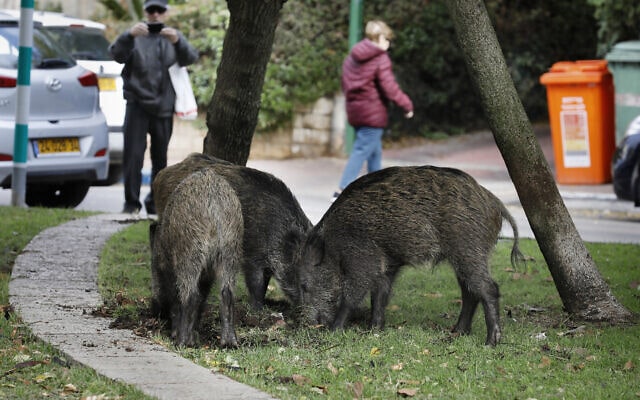 חזירי בר בחיפה, 2019