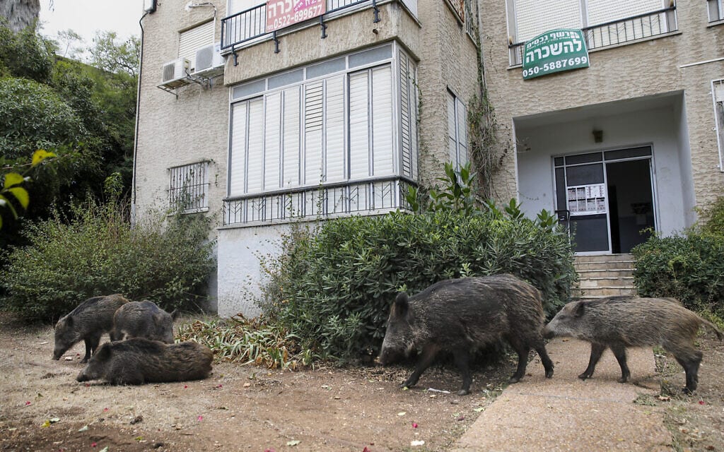חזירי בר ליד בניין מגורים בחיפה, 2019 (צילום: MENAHEM KAHANA / AFP)