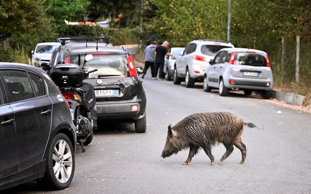 חזיר בר ברומא, 2021 (צילום: Alberto PIZZOLI / AFP)
