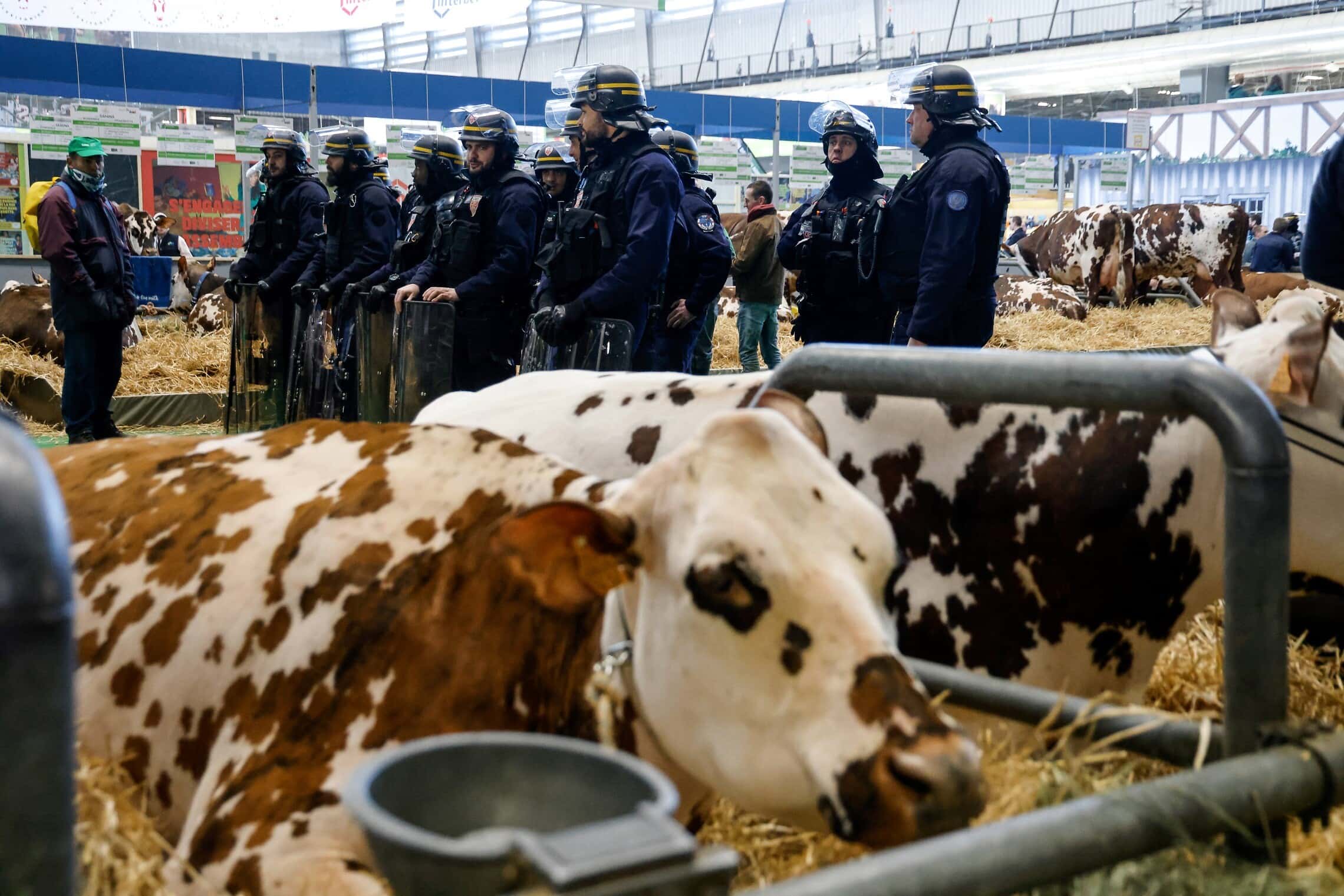 שוטרים לצד פרות שהגיעו לתערוכה בפריז במהלך הפגנה של מחאת החקלאים, 24 בפברואר 2024 (צילום: Ludovic MARIN / AFP)