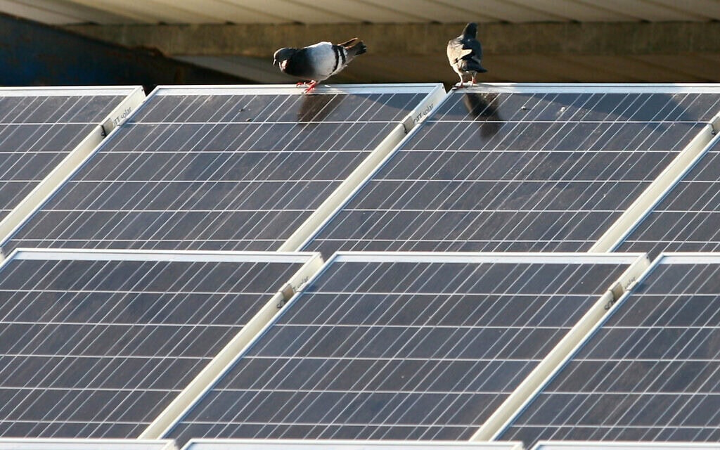 פאנלים סולאריים על גג בית (צילום: חן לאופולד/פלאש90)