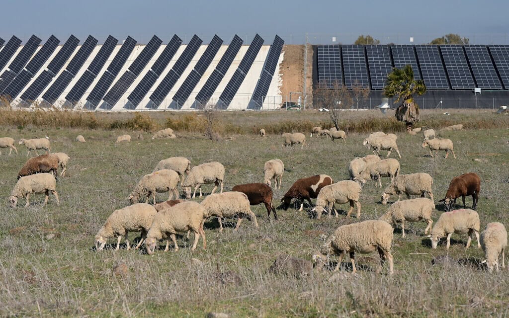 פאנלים סולריים בשדות מרעה ברמת הגולן, דצמבר 2023 (צילום: מיכאל גלעדי/פלאש90)