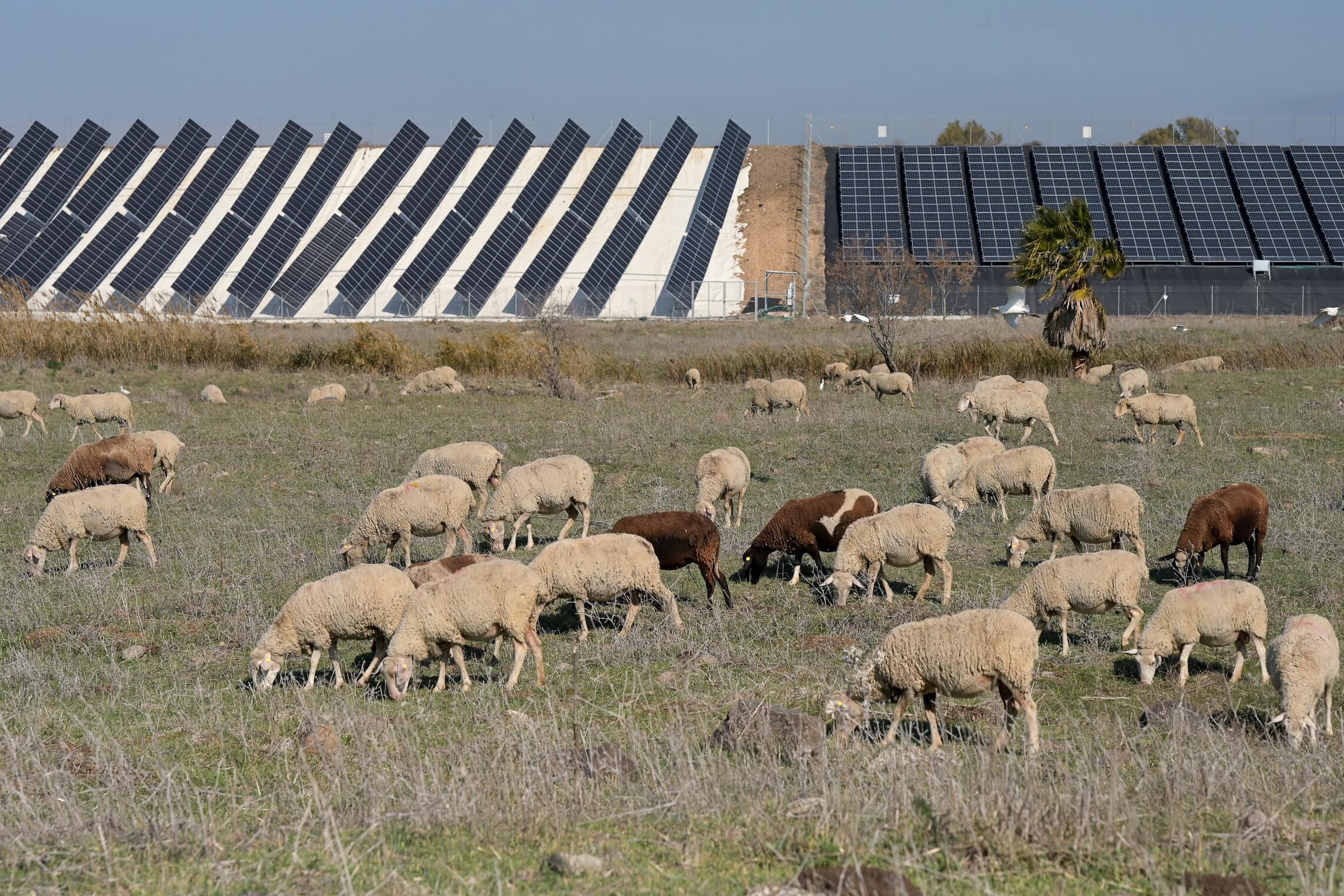 פאנלים סולאריים בשדות מרעה ברמת הגולן, דצמבר 2023 (צילום: מיכאל גלעדי/פלאש90)