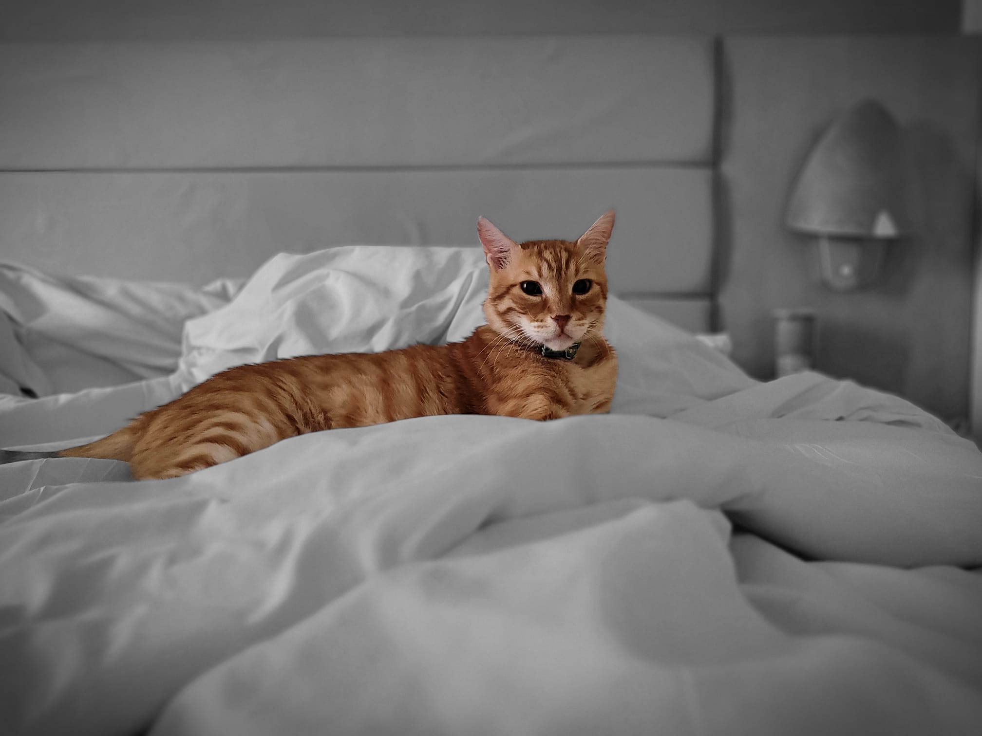 ג&#039;ון, החתול של נעמה שקד, בעת שפונו לבית המלון בים המלח (צילום: באדיבות נעמד שקד)