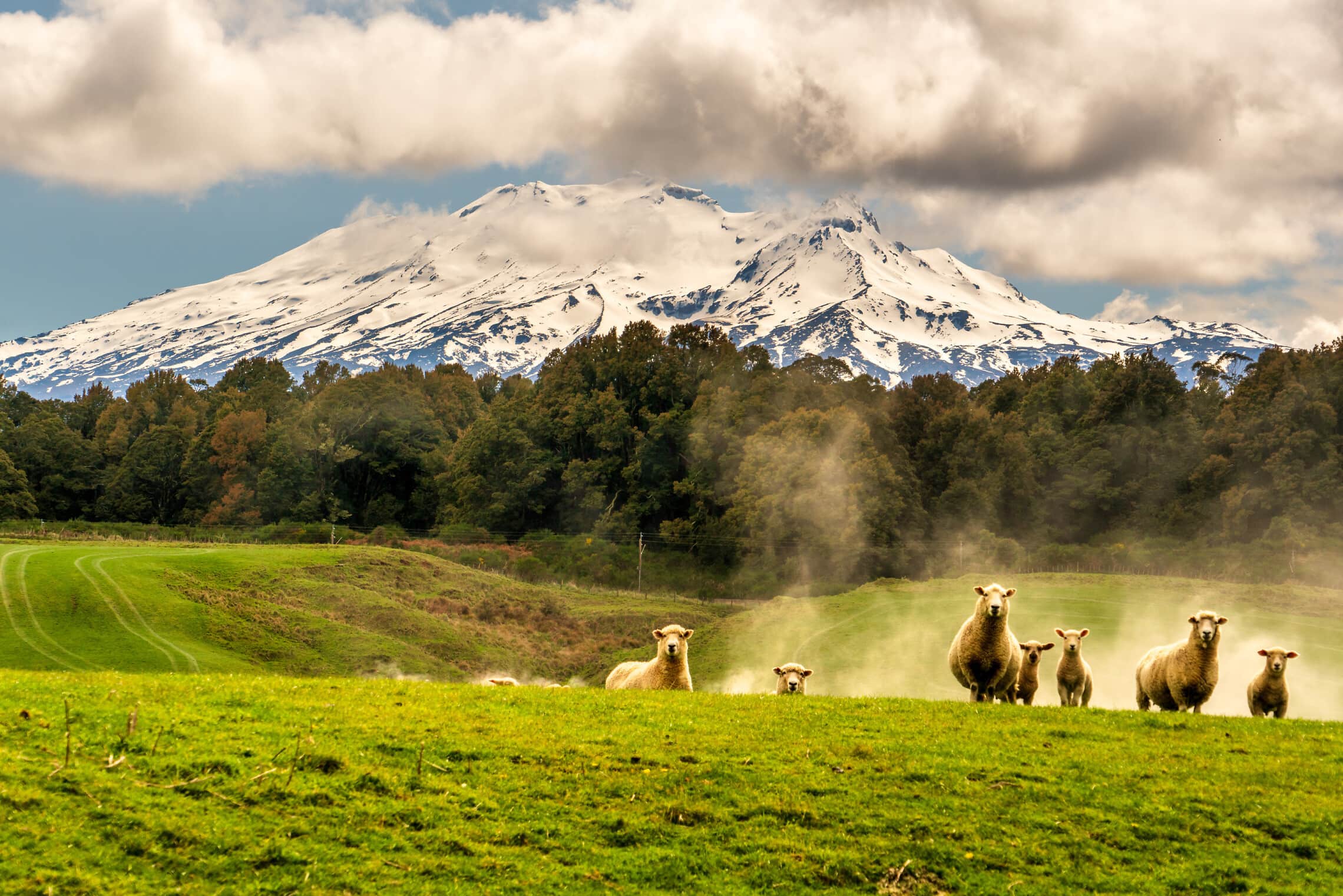 עדר כבשים סקרניות בניו זילנד (צילום: Stewart Watson, istock)