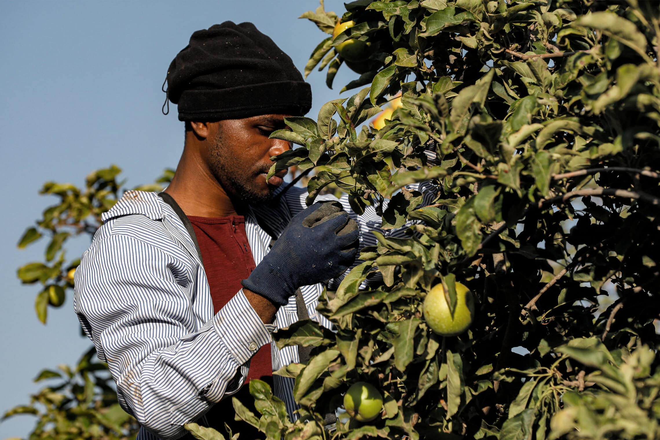 עובד זר קוטף פירות בחווה בקיבוץ מלכיה ליד הגבול עם לבנון בצפון ישראל ב-13 באוקטובר 2023 (צילום: Jalaa MAREY / AFP)