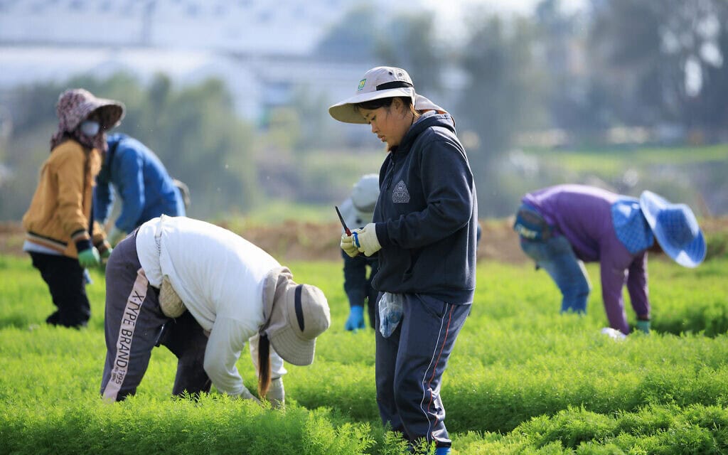 עובדים זרים עובדים בחקלאות סמוך לגבול ישראל עם רצועת עזה, דרום ישראל, במהלך מלחמת חרבות ברזל, 25 בדצמבר 2023 (צילום: משה שי/פלאש90)