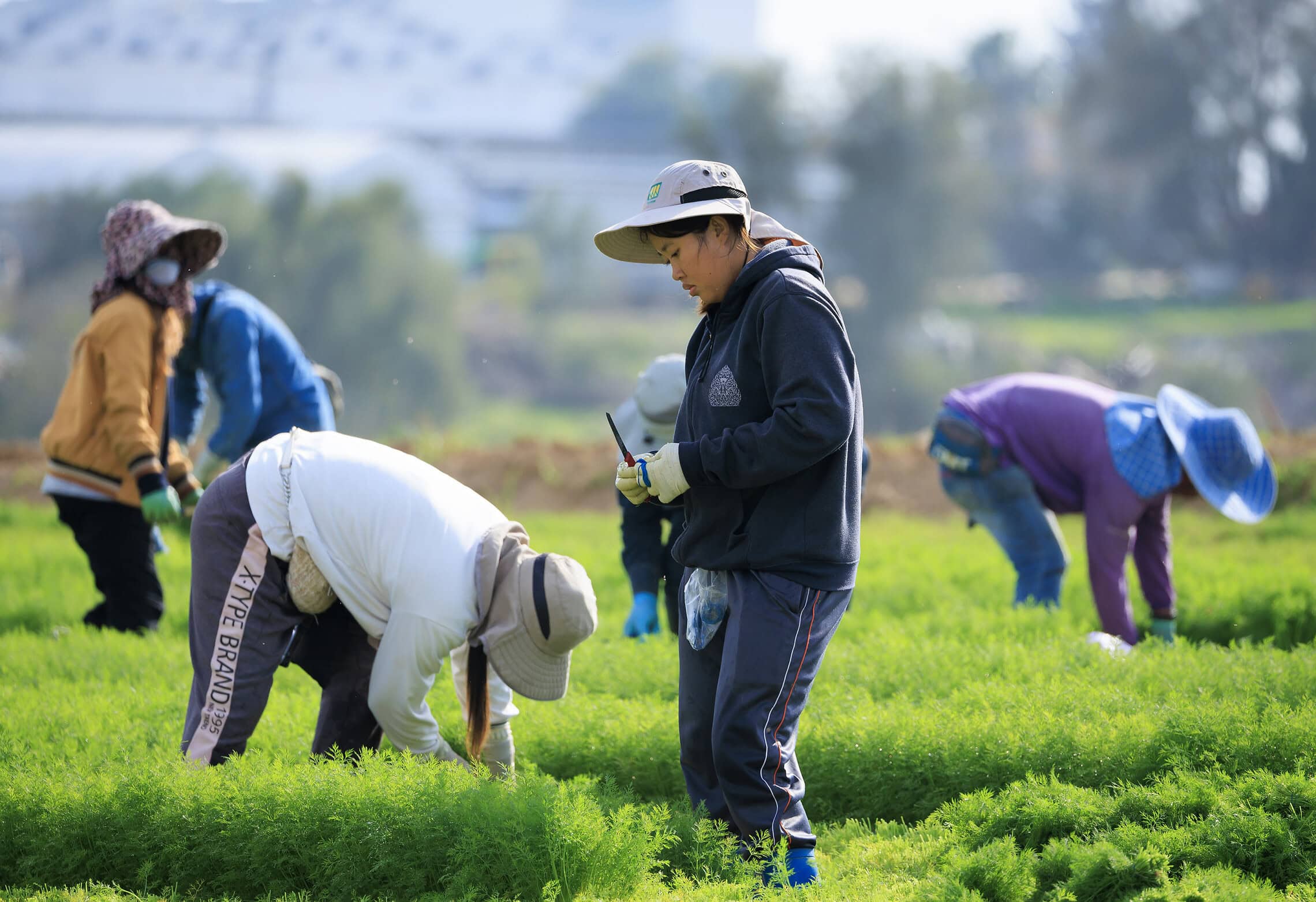 עובדים זרים עובדים בחקלאות סמוך לגבול ישראל עם רצועת עזה, דרום ישראל, במהלך מלחמת חרבות ברזל, 25 בדצמבר 2023 (צילום: משה שי/פלאש90)