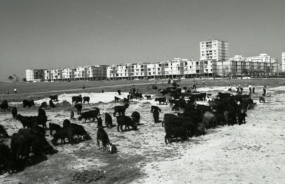 עדר כבשים בשדות רמת אביב, 1973 (צילום: ארכיון בוריס כרמי, אוסף מיתר, הספרייה הלאומית)