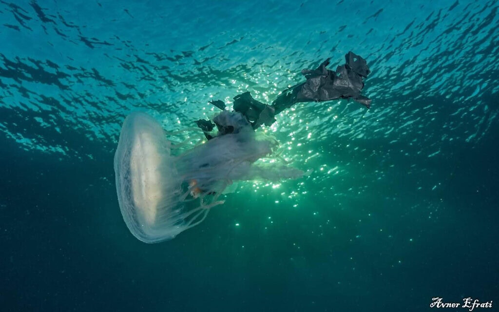 מדוזה מסתבכת בשקית פלסטיק בים הצפוני באילת, מאי 2024 (צילום: אבנר אפרתי)
