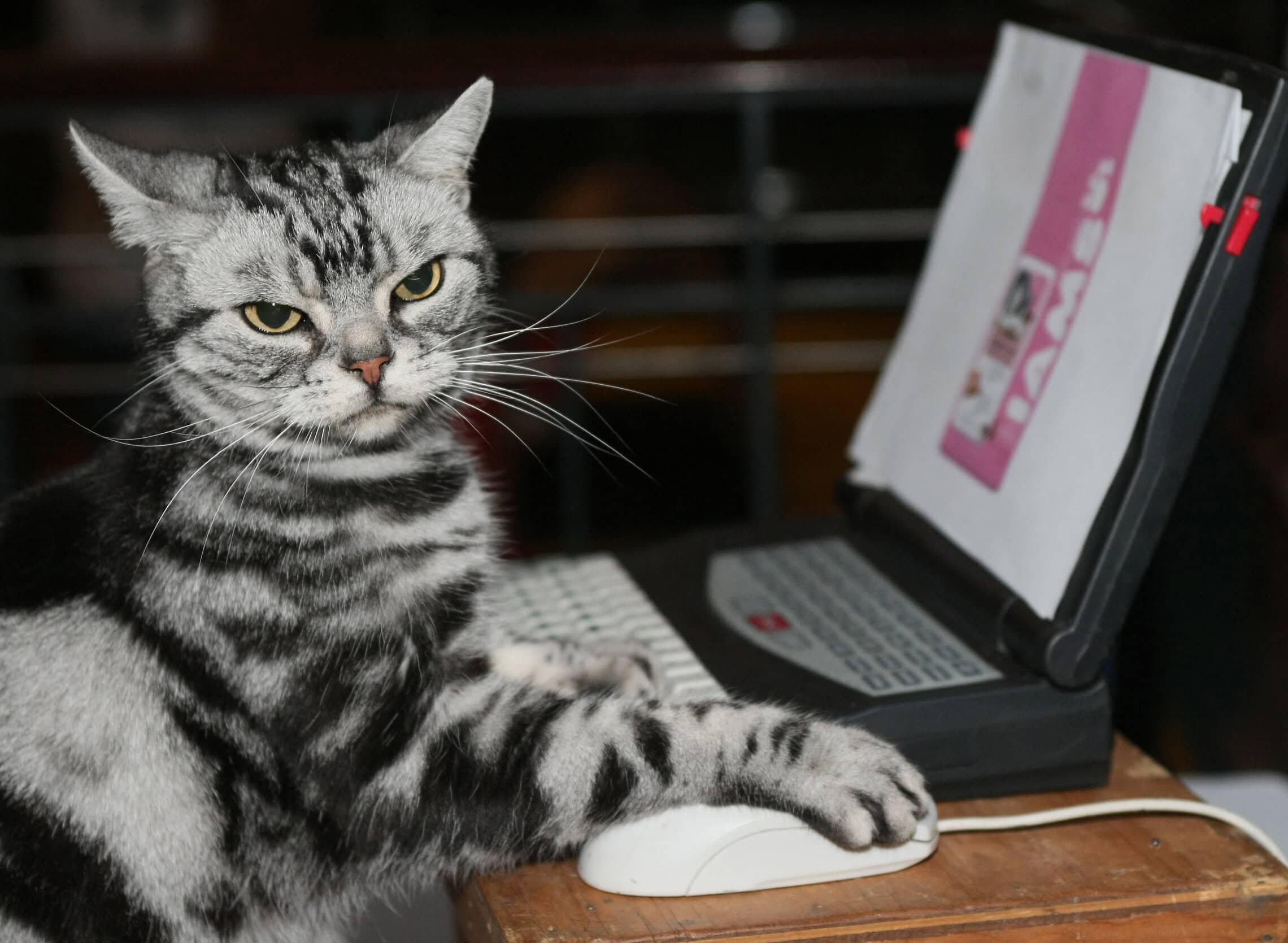 אילוסטרציה: חתול נגד מחשב (צילום: DON EMMERT / AFP)