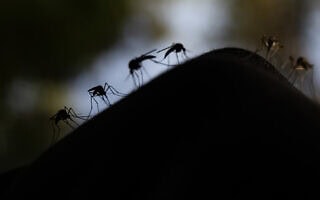 אילוסטרציה: יתושים ביער בפינלנד, 18 ביוני 2023 (צילום: Olivier MORIN / AFP)