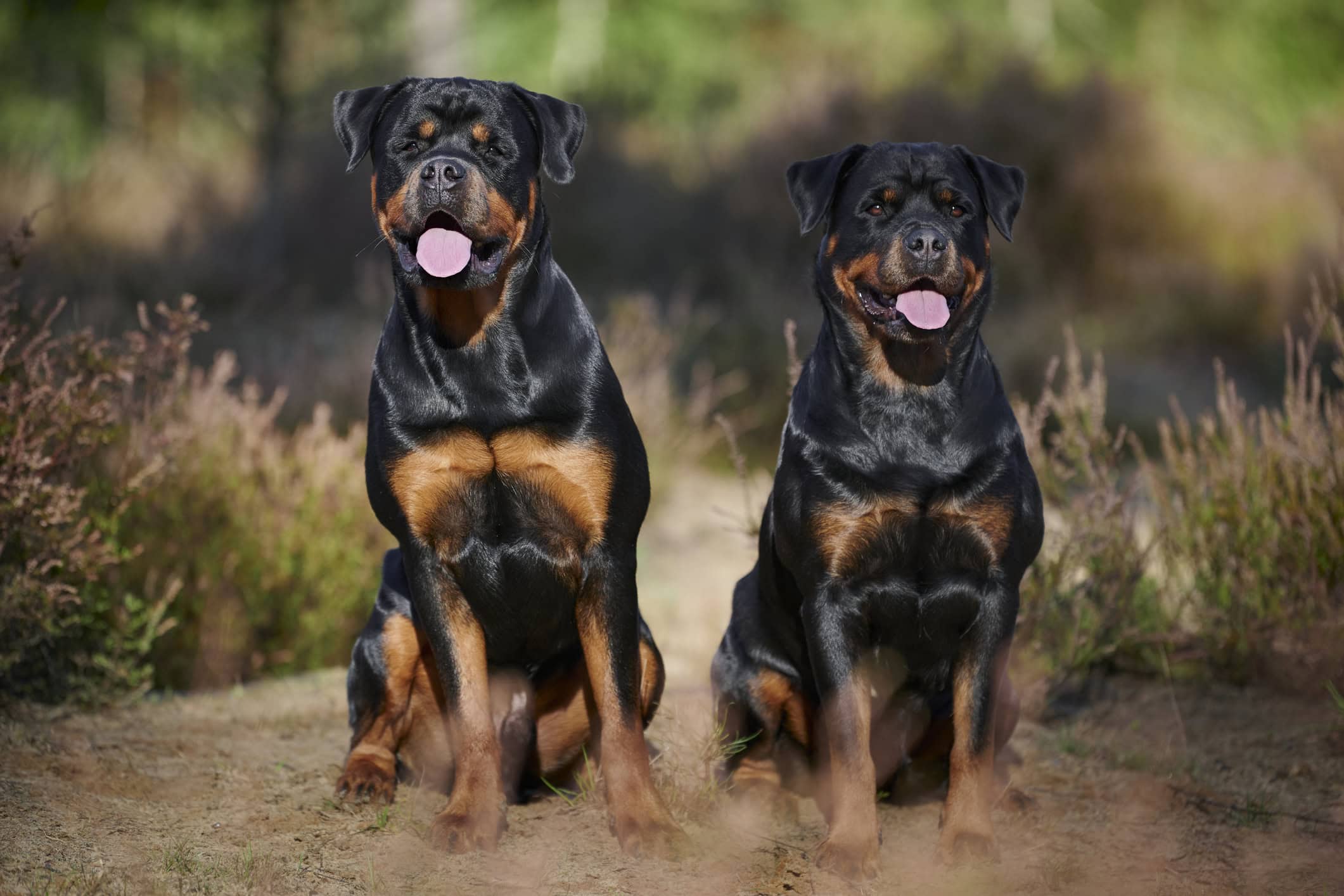 שני כלבים מגזע רוטווילר (צילום: Kurt Pas/iStockphoto)