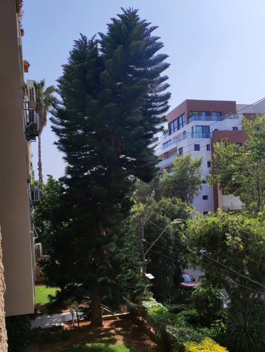עץ האראוקריה ברעננה, יוני 2024 (צילום: מירי ישראלי)