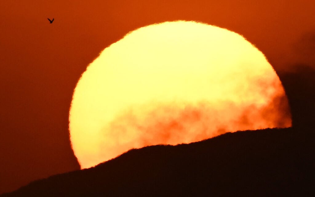 ציפור על רקע השמש בלוס אנג'לס, בזמן שגל חום מכה בעיר, 6 בספטמבר 2022 (צילום: Patrick T. FALLON / AFP)