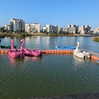 מבט על האגם באקו־פארק באשקלון, נובמבר 2024 (צילום: אבנר הופשטיין) מבט על האגם באקו־פארק באשקלון, נובמבר 2024 (צילום: אבנר הופשטיין)