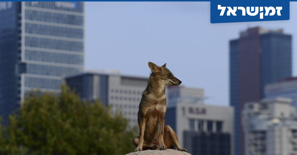 תן והעיר הגדולה: יללה מוזרה עלתה מכיכר הבימה | זמן ישראל