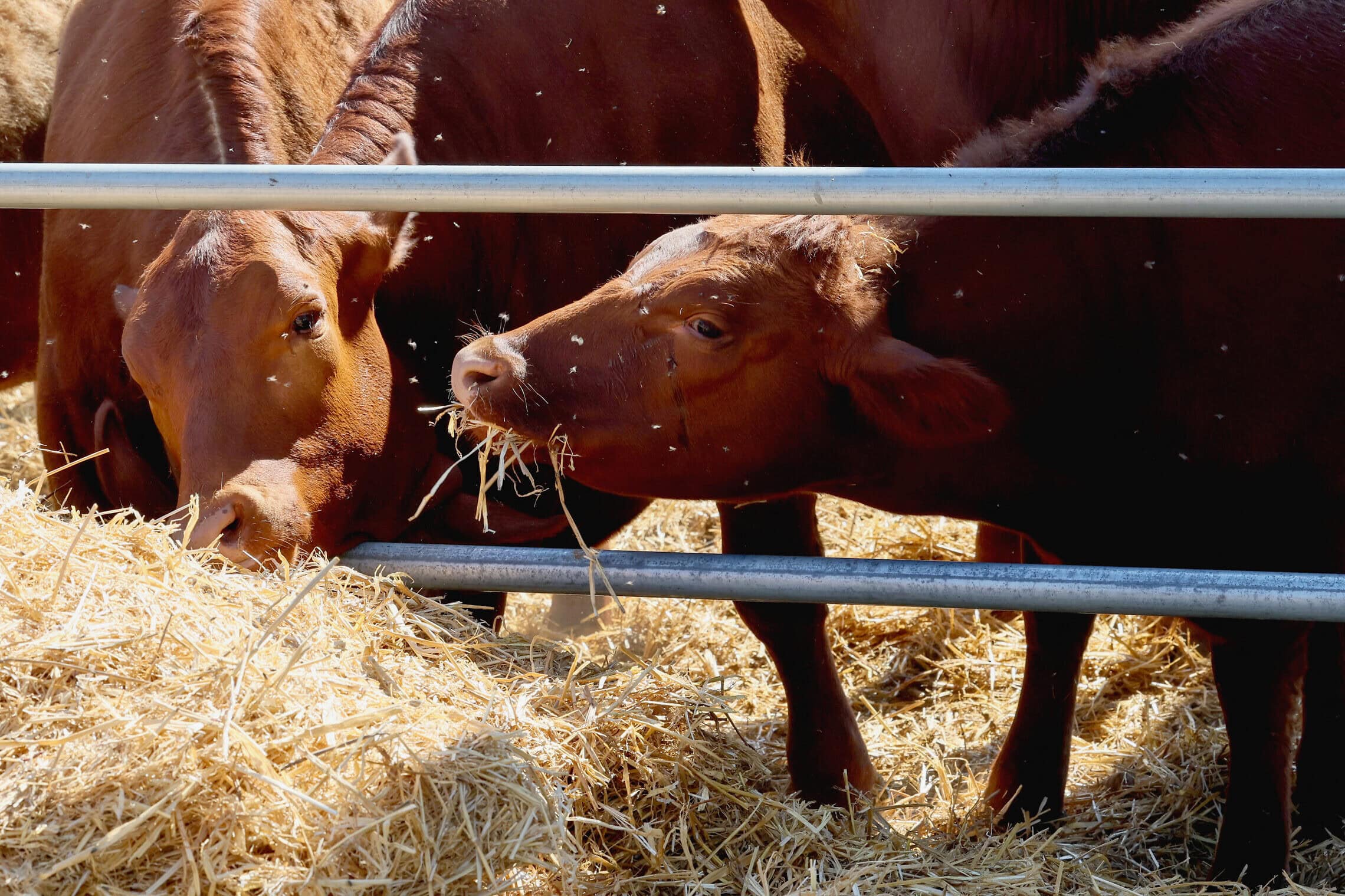 פרות אדומות שיובאו מארה"ב על ידי ארגון "בונה ישראל" בחווה בחמדיה, 27 באפריל 2023 (צילום: JACK GUEZ / AFP)