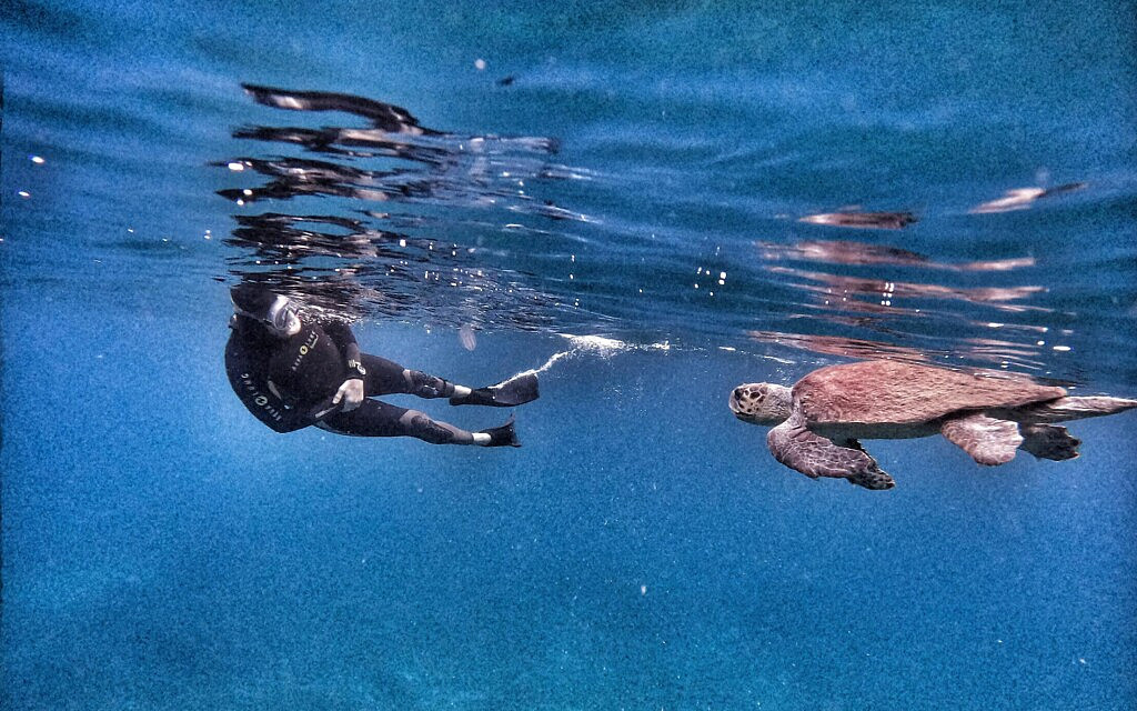 צב וצוללן בריף בת גלים (צילום: טל רז) צב וצוללן בריף בת גלים (צילום: טל רז)