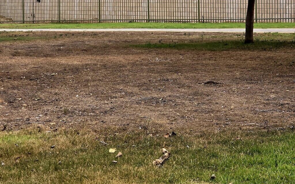 מדשאה מוזנחת ב"אקו־פארק אשקלון", אוגוסט 2025 (צילום: יעל אדרי) מדשאה מוזנחת ב"אקו־פארק אשקלון", אוגוסט 2025 (צילום: יעל אדרי)