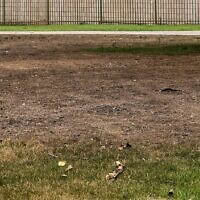 מדשאה מוזנחת ב"אקו־פארק אשקלון", אוגוסט 2025 (צילום: יעל אדרי) מדשאה מוזנחת ב"אקו־פארק אשקלון", אוגוסט 2025 (צילום: יעל אדרי)