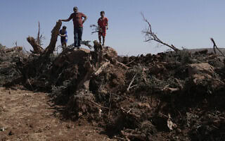 עצי זית שנעקרו על ידי צה"ל בכפר אל-מוע'ייר שבגדה המערבית, 24 באוגוסט 2025 (צילום: AP Photo/Majdi Mohammed) עצי זית שנעקרו על ידי צה"ל בכפר אל-מוע'ייר שבגדה המערבית, 24 באוגוסט 2025 (צילום: AP Photo/Majdi Mohammed)