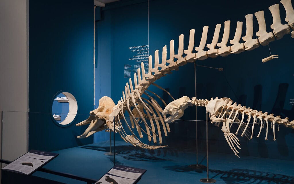 שלד זל זיפיוס חלול־חרטום וכלב ים נזירי ים־תיכוני במוזאון הימי בחיפה (צילום: ג'ני כצנר) שלד זל זיפיוס חלול־חרטום וכלב ים נזירי ים־תיכוני במוזאון הימי בחיפה (צילום: ג'ני כצנר)