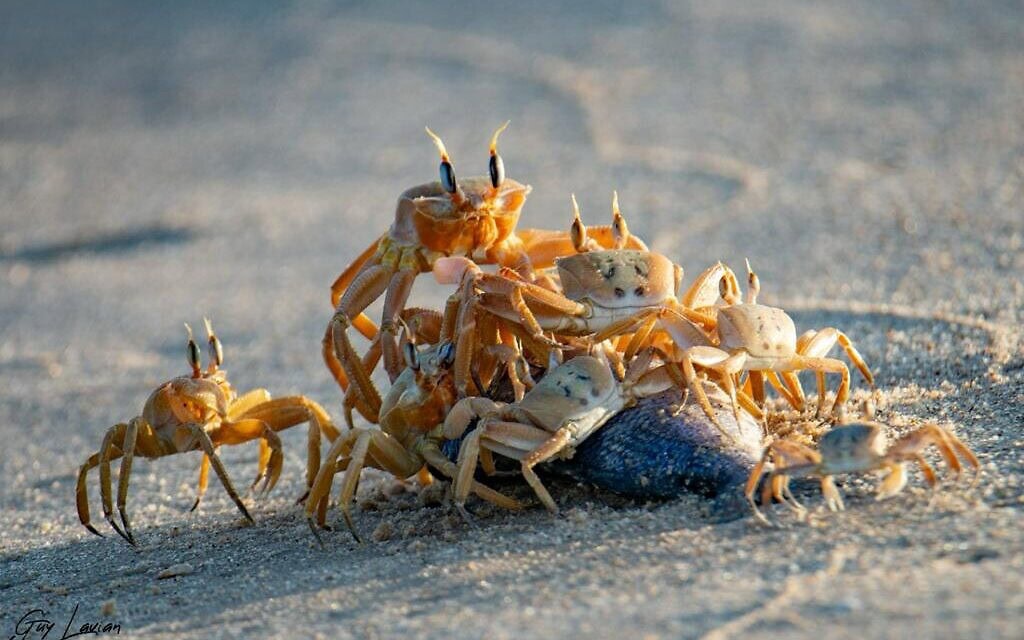 סרטן חולון החוף (צילום: גיא לויאן, רשות הטבע והגנים) סרטן חולון החוף (צילום: גיא לויאן, רשות הטבע והגנים)