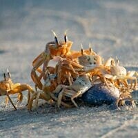 סרטן חולון החוף