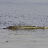 גיטרן מציץ מהמים בחופי ישראל