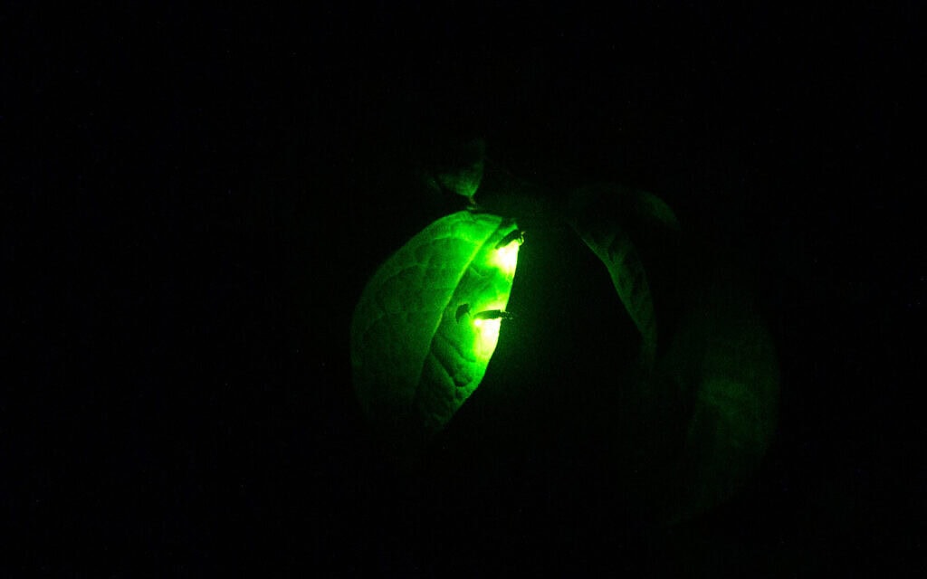 אילוסטרציה: גחליליות על עלה במחוז נגאנו, יפן, 16 ביוני 2020 (צילום: Philip FONG / AFP) אילוסטרציה: גחליליות על עלה במחוז נגאנו, יפן, 16 ביוני 2020 (צילום: Philip FONG / AFP)