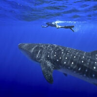 אדם שוחה ליד כריש לווייתני מול חופי סנט הלנה שבאוקיינוס האטלנטי, 8 בפברואר 2025