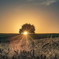 עץ בודד סמוך לשדה חיטה מחוץ לקיבוץ דליה, 16 במאי 2020 (צילום: מילה אביב/פלאש90) עץ בודד סמוך לשדה חיטה מחוץ לקיבוץ דליה, 16 במאי 2020 (צילום: מילה אביב/פלאש90)