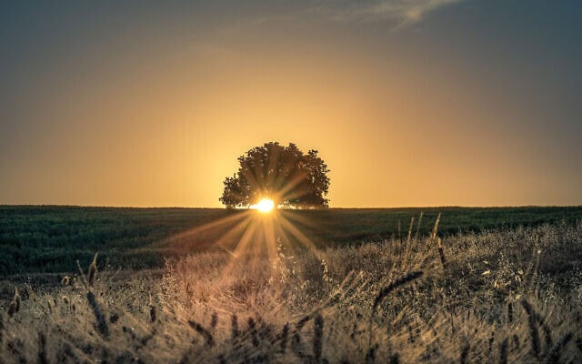 עץ בודד סמוך לשדה חיטה מחוץ לקיבוץ דליה, 16 במאי 2020