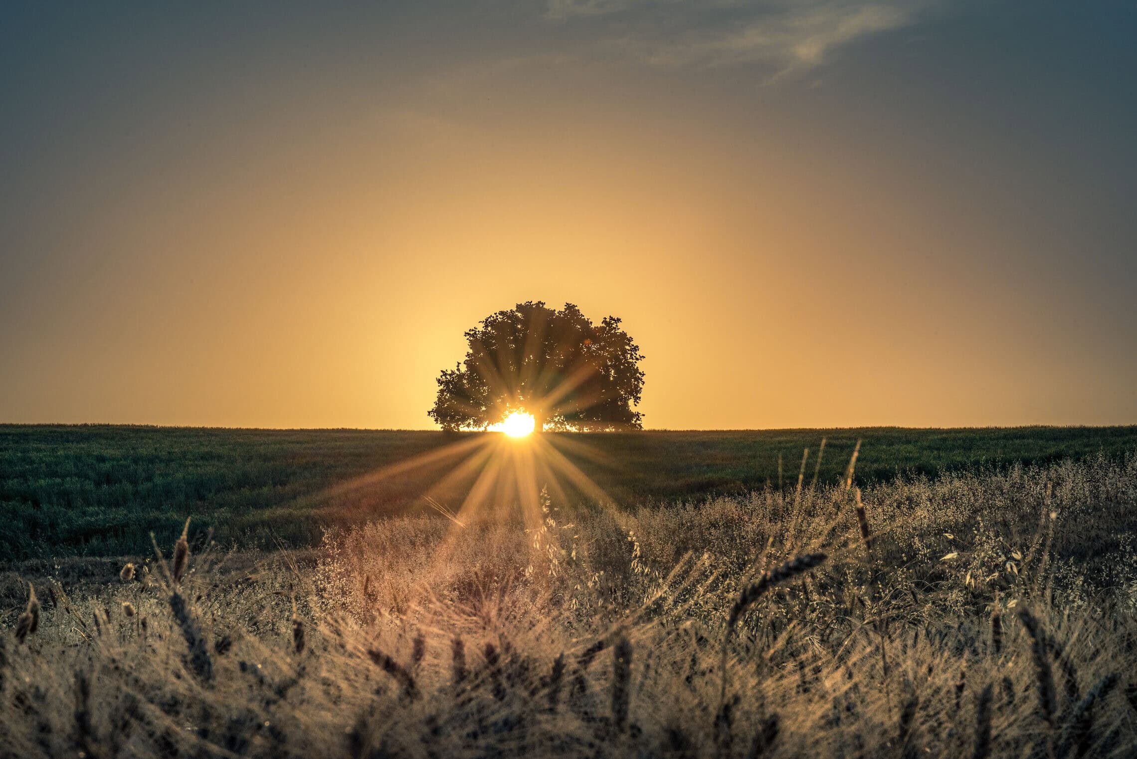 עץ בודד סמוך לשדה חיטה מחוץ לקיבוץ דליה, 16 במאי 2020 (צילום: מילה אביב/פלאש90)