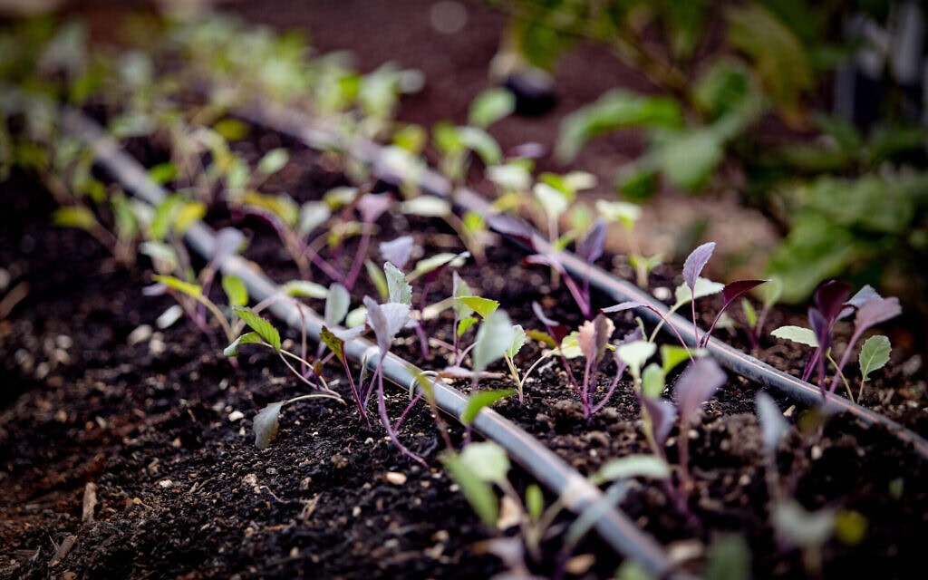 ירקות אורגניים בקיבוץ יפתח, 4 בדצמבר 2024 (צילום: חן ליאופולד/פלאש90) ירקות אורגניים בקיבוץ יפתח, 4 בדצמבר 2024 (צילום: חן ליאופולד/פלאש90)
