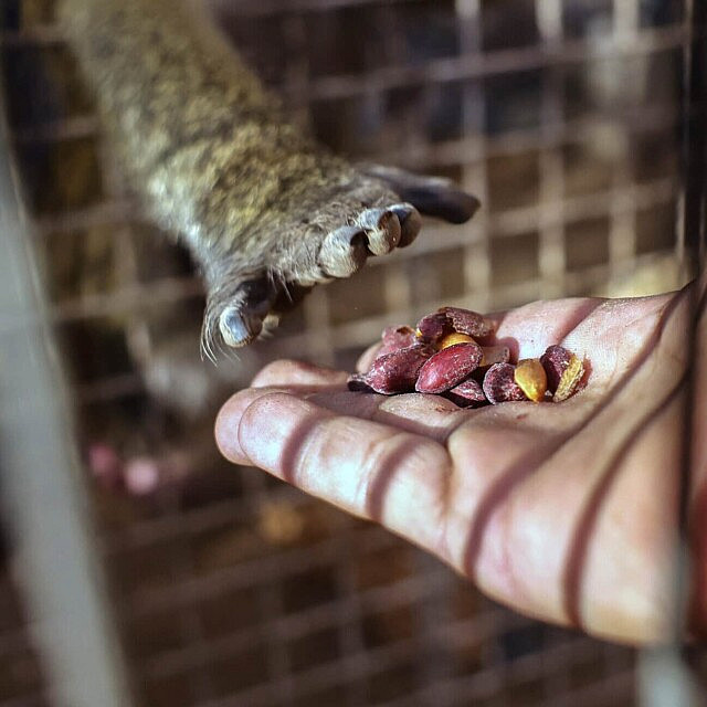 שומר מאכיל קוף בגן החיות של רפיח, במיקומו החדש בדיר אל-בלח. 1 באוקטובר 2025 (צילום: Bashar TALEB / AFP) שומר מאכיל קוף בגן החיות של רפיח, במיקומו החדש בדיר אל-בלח. 1 באוקטובר 2025 (צילום: Bashar TALEB / AFP)
