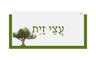 עֲצֵי זַיִת עֲצֵי זַיִת