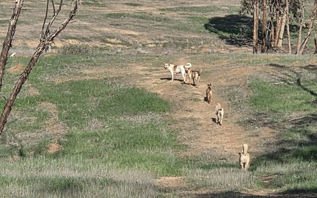 כלבים משוטטים באזור עין השלושה, דצמבר 2025 (צילום: אביב לביא) כלבים משוטטים באזור עין השלושה, דצמבר 2025 (צילום: אביב לביא)