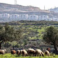 כבשים פלסטיניות רועות בשדה בכפר א־לבד, כשברקע נראית ההתנחלות אבני חפץ, סמוך לטולכרם בגדה המערבית, 18 בדצמבר 2025 (צילום: Zain JAAFAR / AFP) כבשים פלסטיניות רועות בשדה בכפר א־לבד, כשברקע נראית ההתנחלות אבני חפץ, סמוך לטולכרם בגדה המערבית, 18 בדצמבר 2025 (צילום: Zain JAAFAR / AFP)