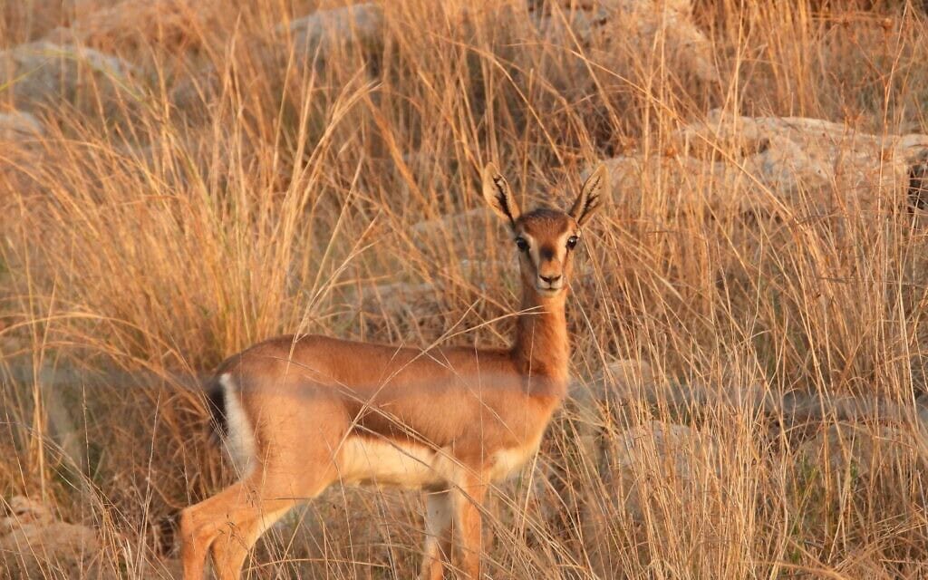 צבי באזור שבין ראש העין לאורנית, נובמבר 2025 (צילום: יגאל סימן טוב) צבי באזור שבין ראש העין לאורנית, נובמבר 2025 (צילום: יגאל סימן טוב)