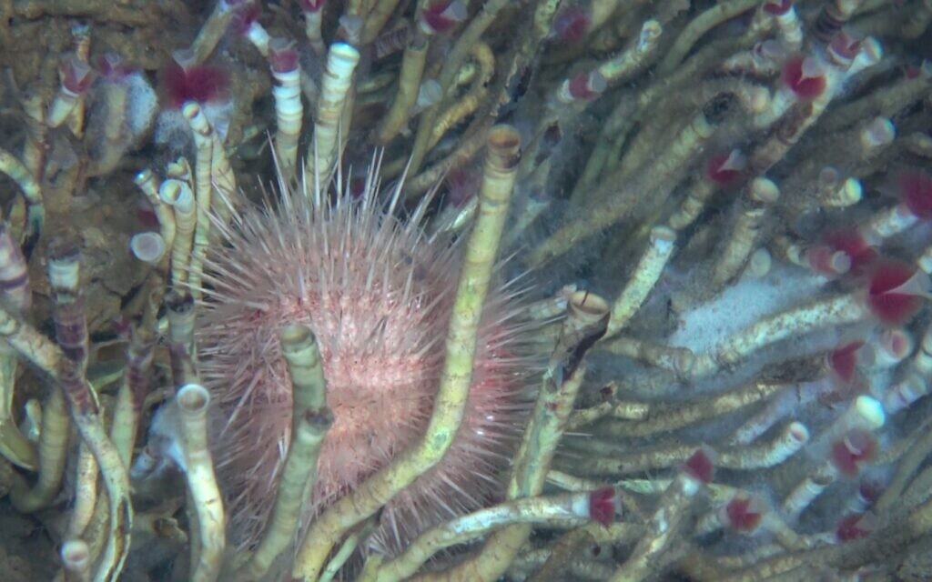 מערכות אקולוגית במרחב האבעבועים (צילום: החברה להגנת הטבע, אוניברסיטת חיפה והמכון לחקר ימים ואגמים) מערכות אקולוגית במרחב האבעבועים (צילום: החברה להגנת הטבע, אוניברסיטת חיפה והמכון לחקר ימים ואגמים)