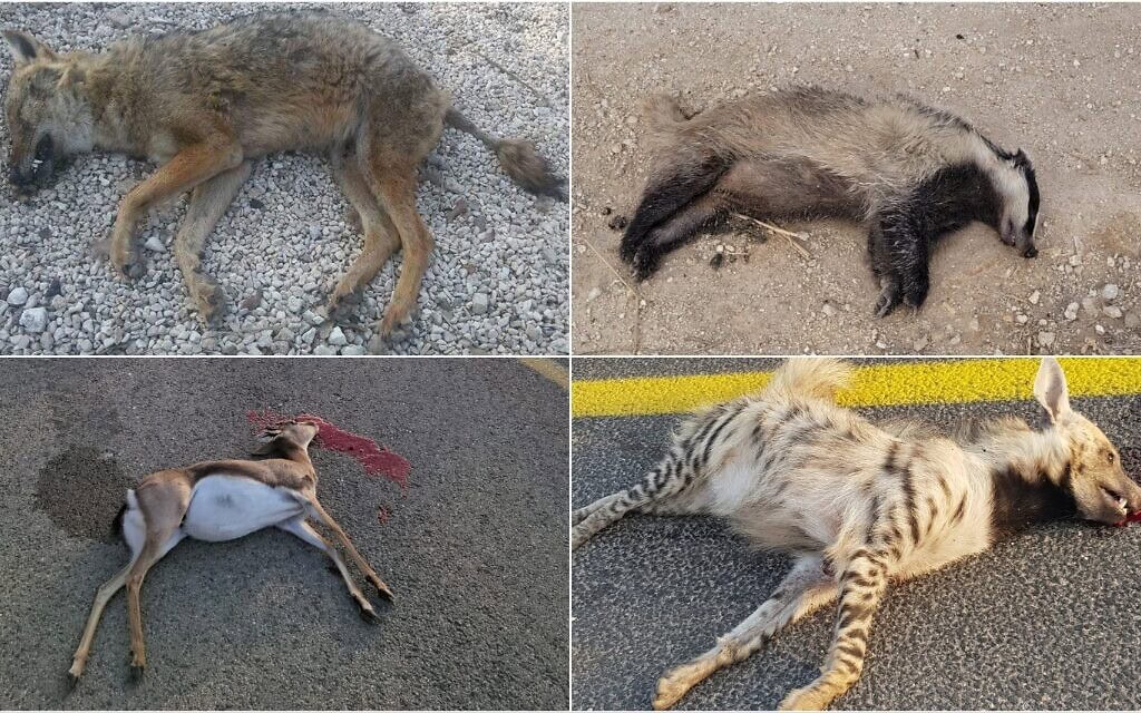 חיות בר שנפגעו בכבישי ישראל (צילום: רשות הטבע והגנים, מונטז') חיות בר שנפגעו בכבישי ישראל (צילום: רשות הטבע והגנים, מונטז')